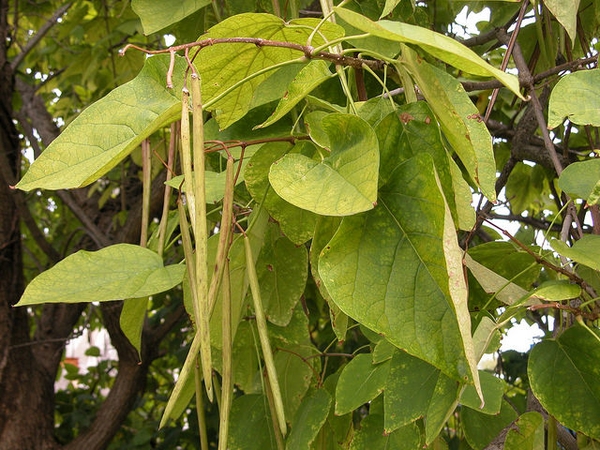 catalpa speciose.jpg